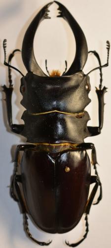 Odontolabis alces